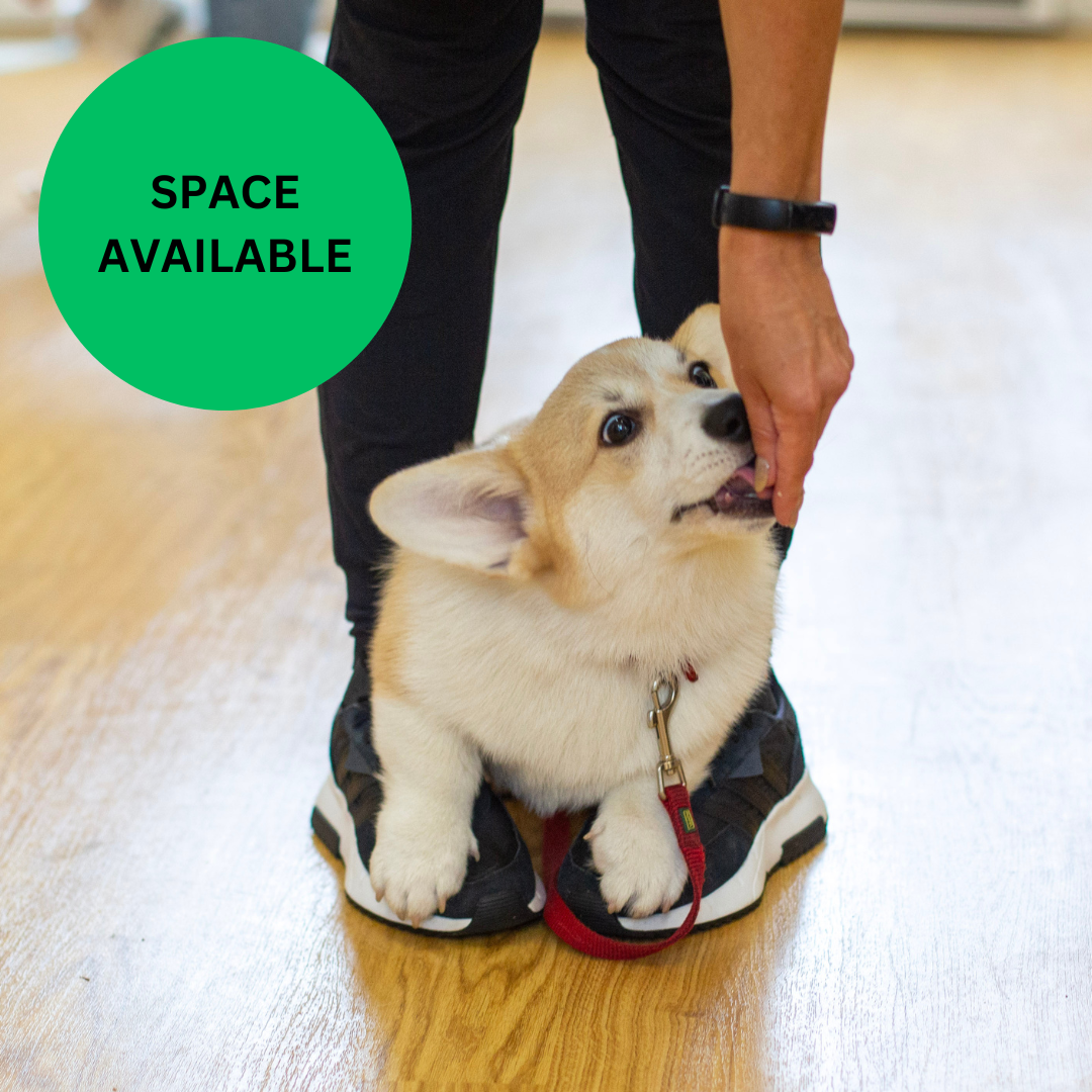 Puppy School Five-Weeks Starts Saturday 5th September 10am