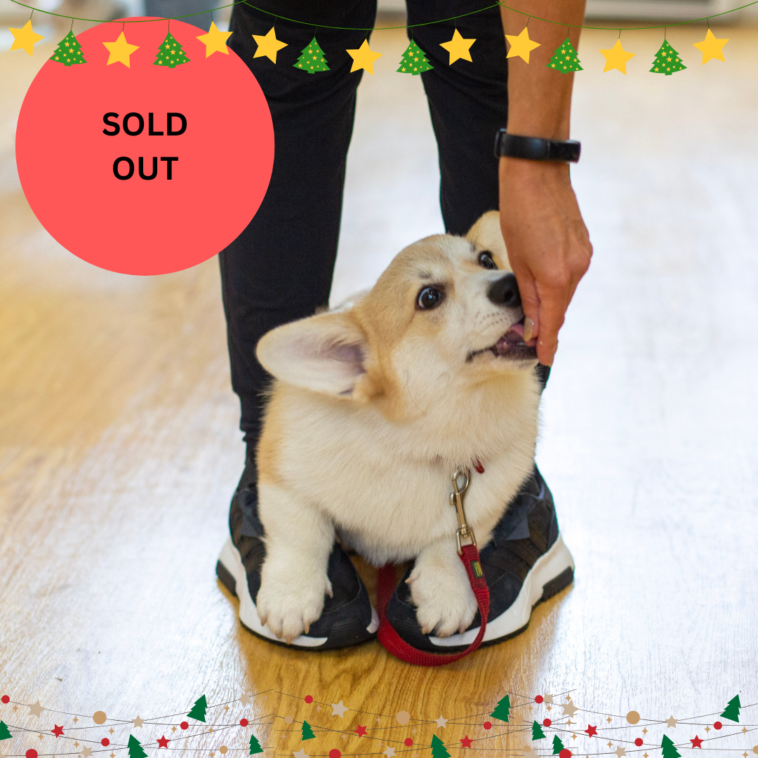 Copy of Copy of Untitled (2).png