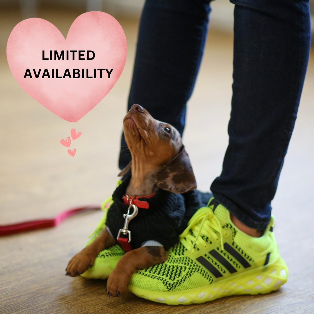 BOOK NOW Puppy School Five-Weeks Starts Saturday 14th February 11.15am