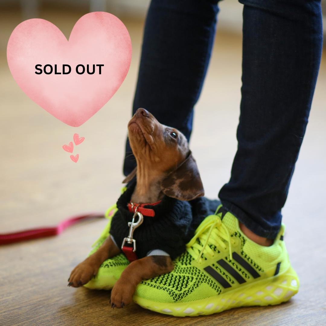 SOLD OUT Puppy School Five-Weeks Starts Saturday 14th February 11.15am