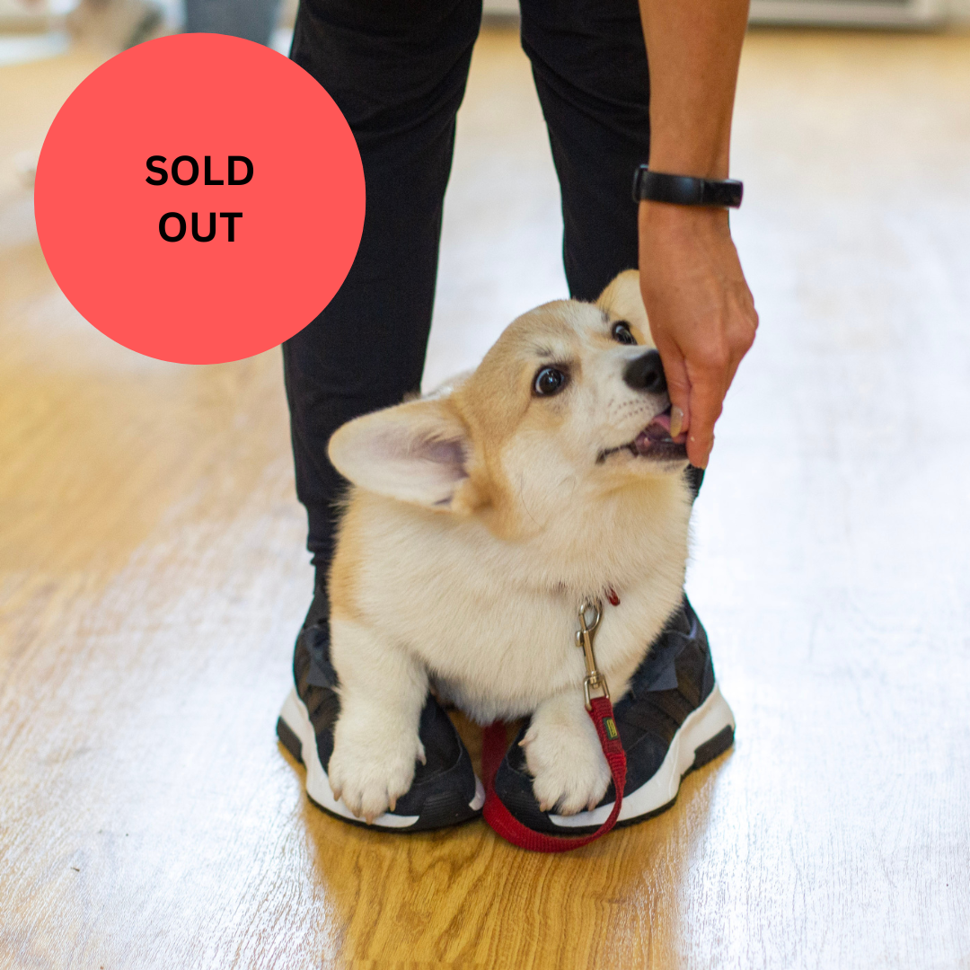 SOLD OUT Puppy School Five-Weeks Starts Saturday 22nd August 10am