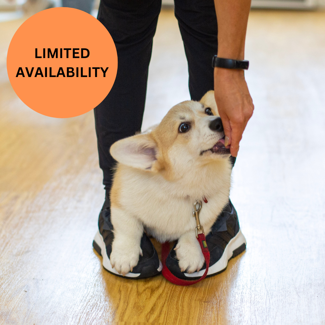 ONE SPACE AVAILABLE Puppy School Five-Weeks Starts Saturday 21st March 10am