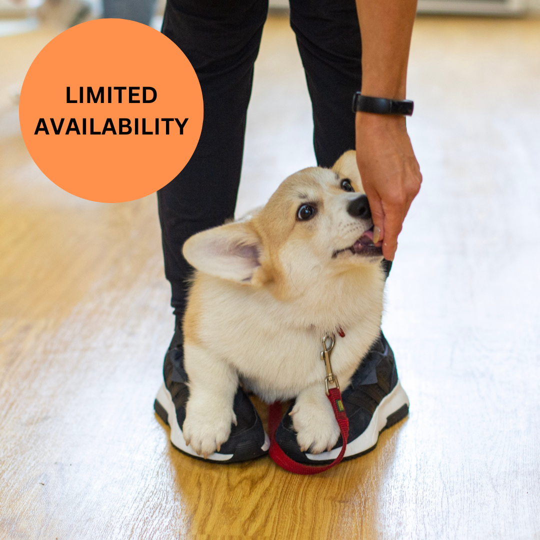 Puppy School Five-Weeks Starts Saturday 22nd August 11.15am