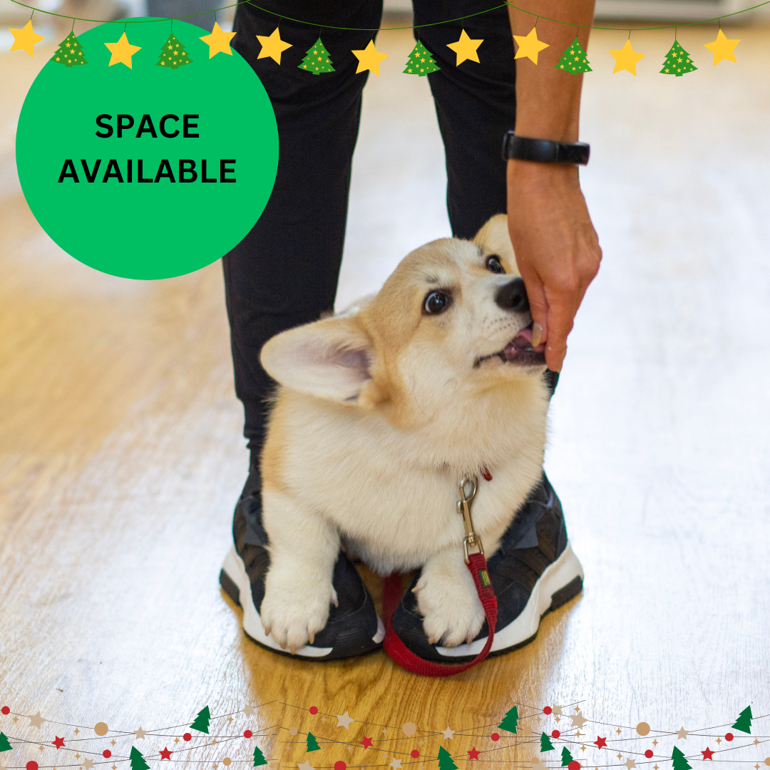 BOOK NOW Xmas Puppy School Four-Weeks Starts Saturday 29th November 10am