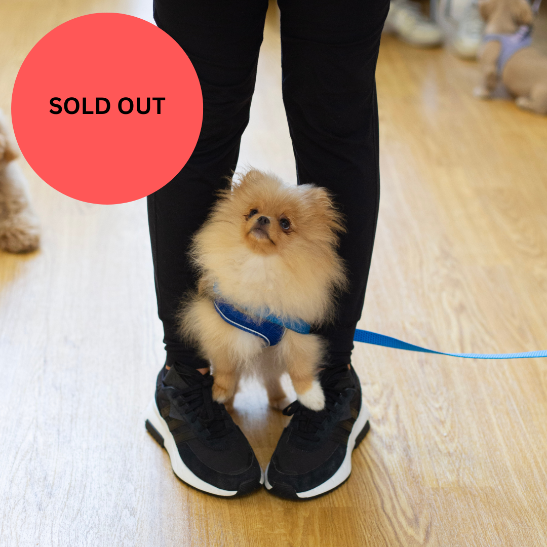 SOLD OUT Puppy School Four-Weeks Starts Saturday 1st November 11.15am
