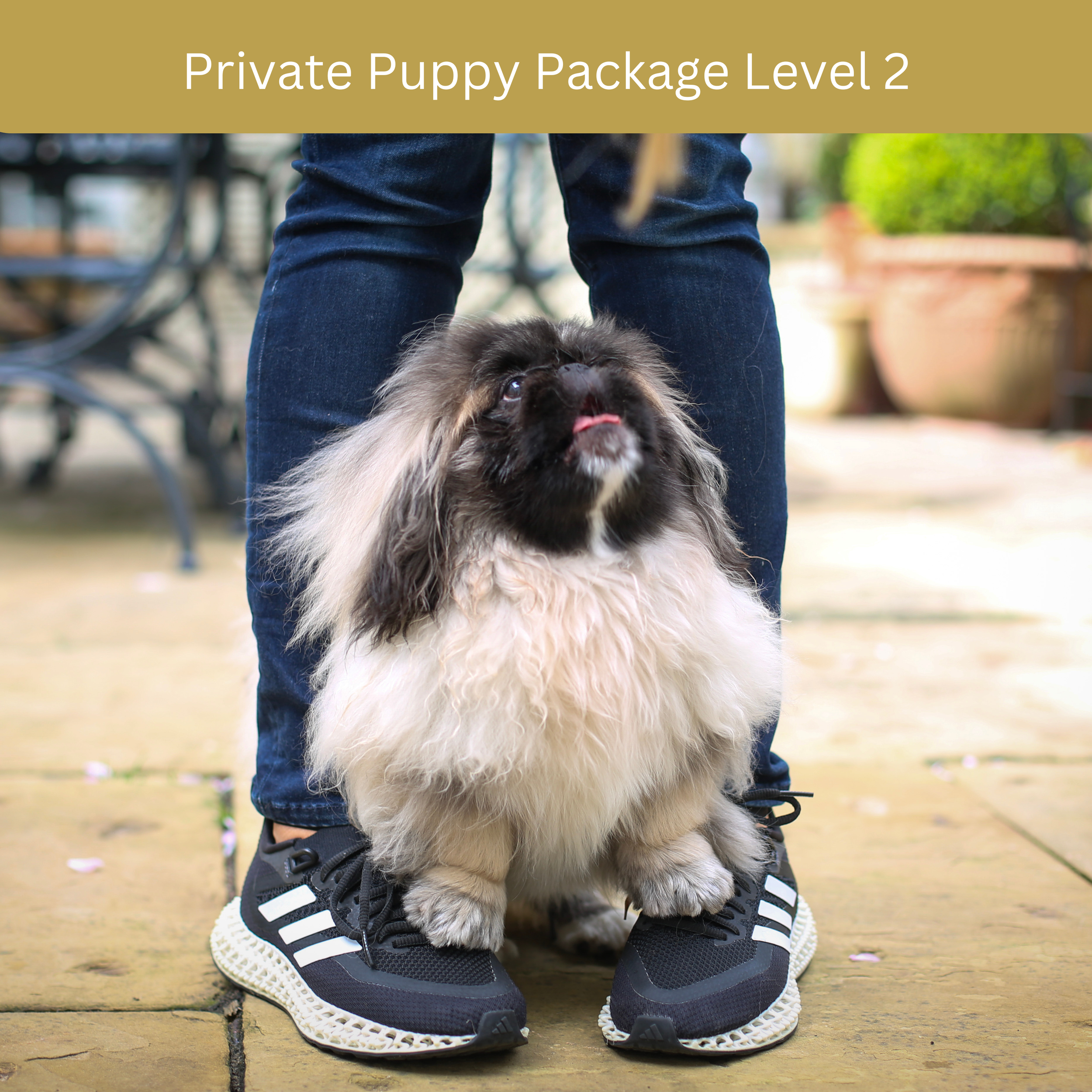 BOOK NOW Perfect Puppy Private Training Package Level 2