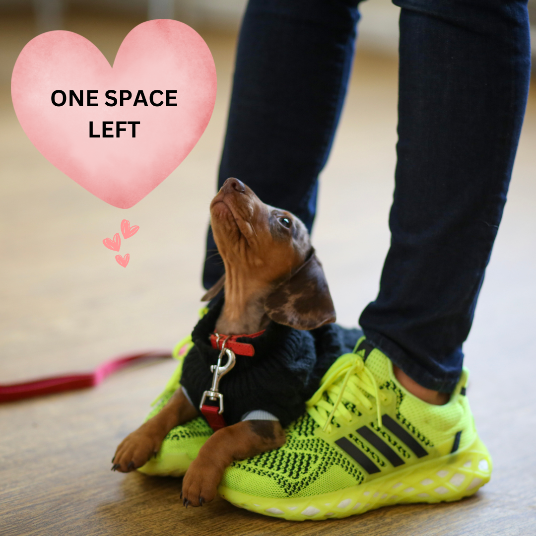 ONE CANCELLATION SPACE AVAILABLE: Puppy School Five-Weeks Starts Saturday 14th February 10am