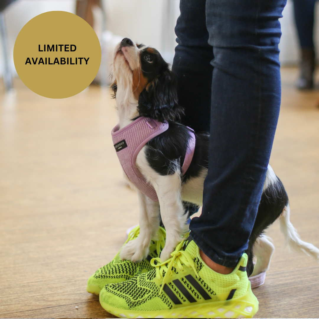 Xmas Puppy School Five-Weeks Starts Saturday 21st November 10am