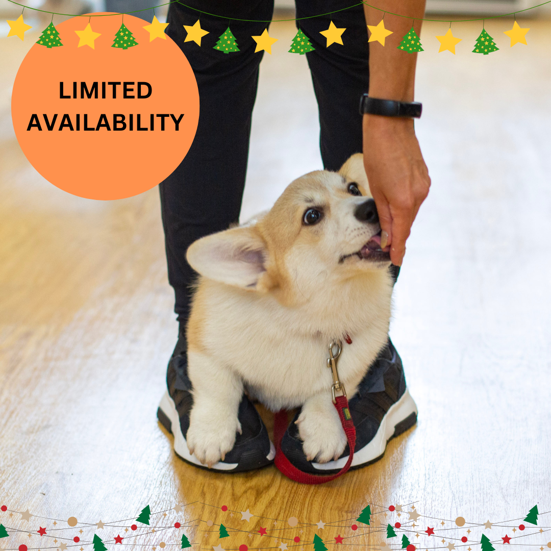 Copy of Copy of Untitled (2) copy 2.png