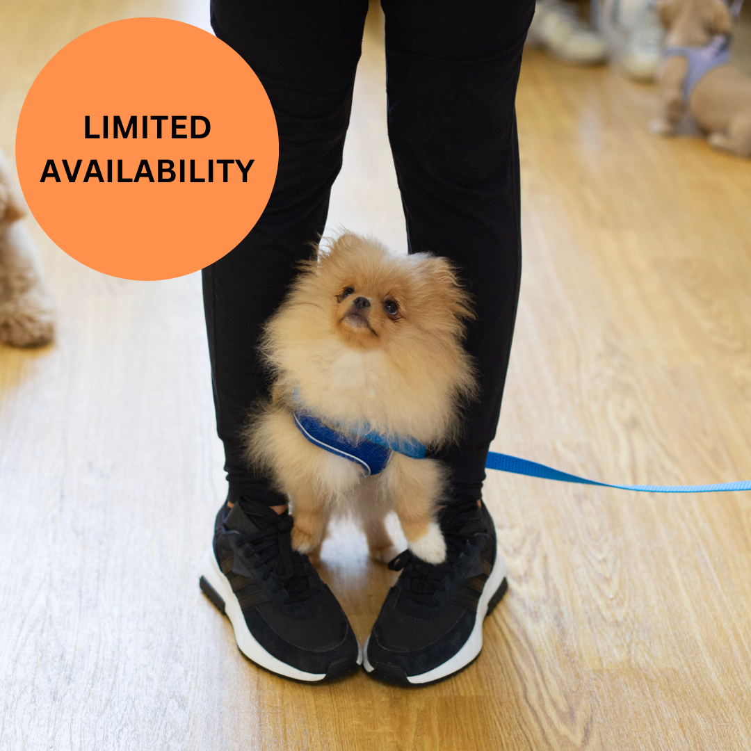 BOOK NOW Puppy School Four-Weeks Starts Saturday 1st November 10am