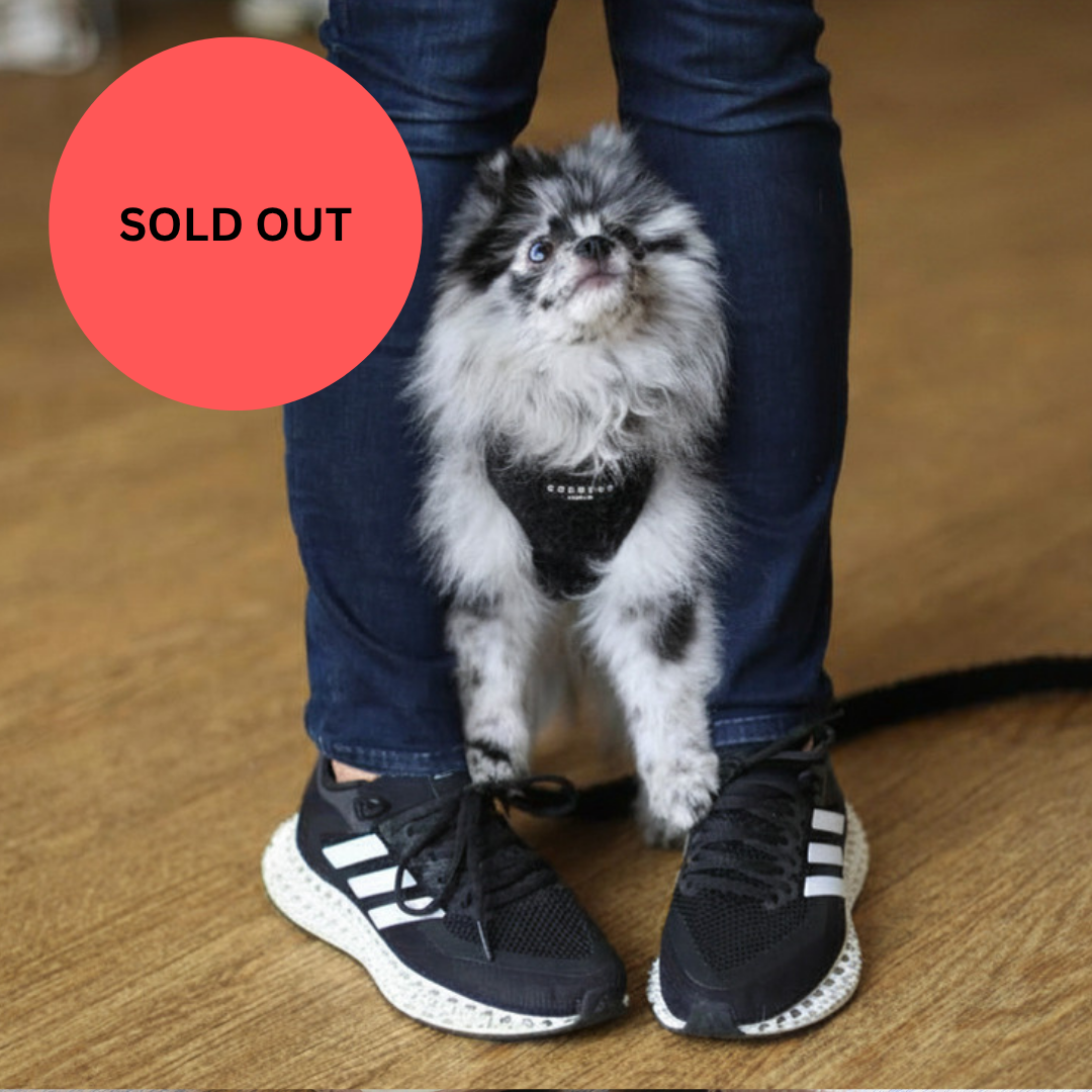 SOLD OUT Puppy School Five-Weeks Starts Saturday 10th October 10am