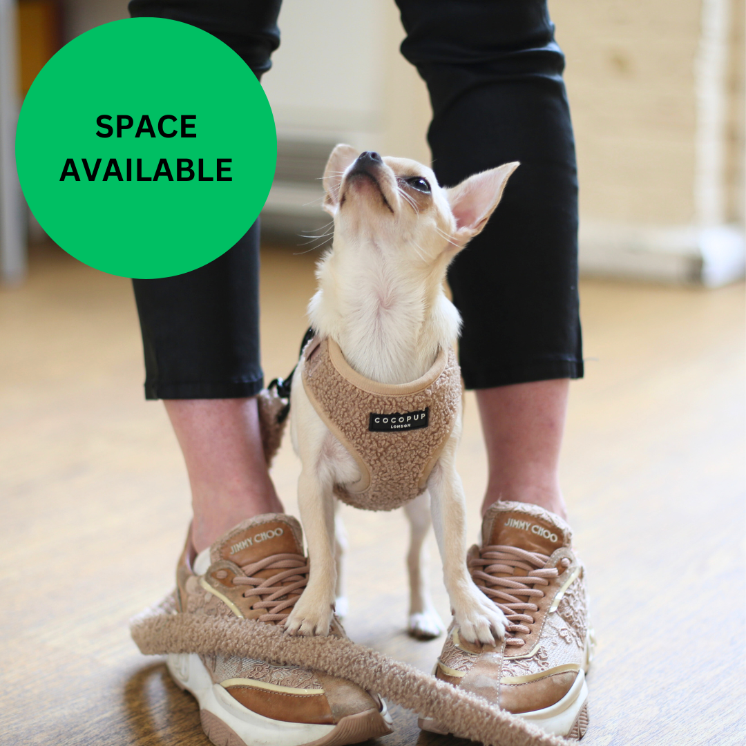 Puppy School Five-Weeks Starts Saturday 6th June 10am