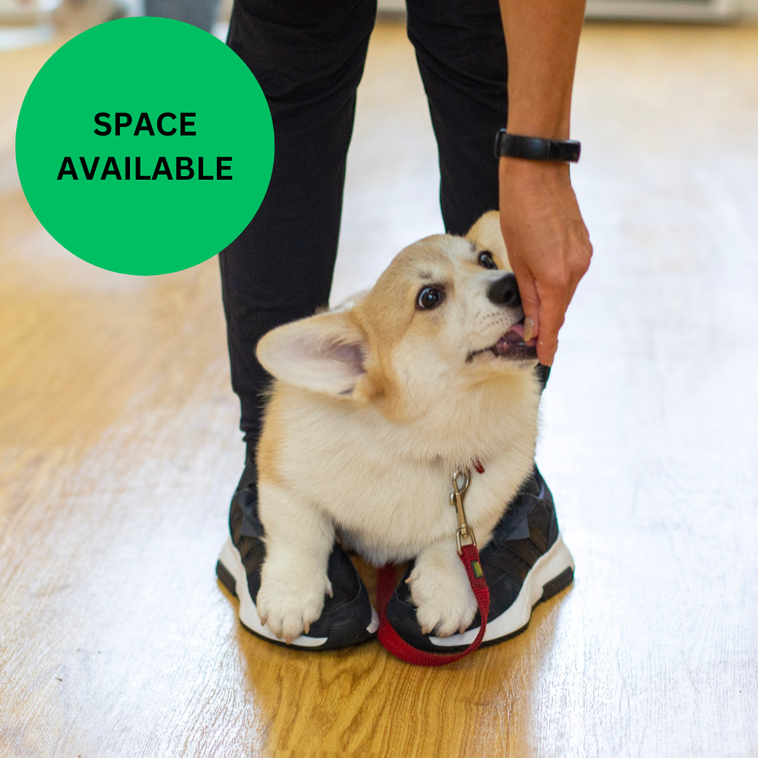 BOOK NOW Puppy School Five-Weeks Starts Saturday 21st March 10am