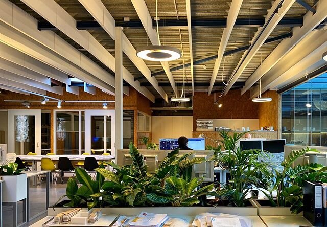 Plant update for this architecture agency in Amsterdam. With special thanks to @koninklijke_ginkel_groep for helping me out. 🙏🏻🌿
.
#officeplants #plantinterior #greenworkspace #officestyling #planttherapy #addplantsbehappy #greenupyourworkspace #g