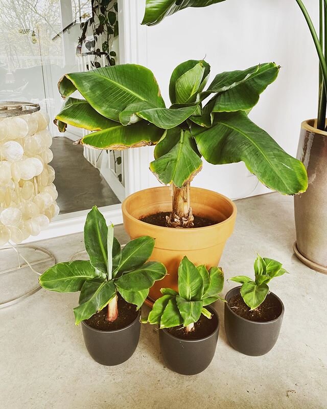 She had triplets! 🌱🍌🌱🍌🌱🍌
(Actually quadruplets, but one already found a new home at my sisters.)
.
#musa #musacuttings #bananaplants #plantbabies #propagationtime #plantingcuttings #coronasgotmegoin #plantsarefriends #shotofgreen