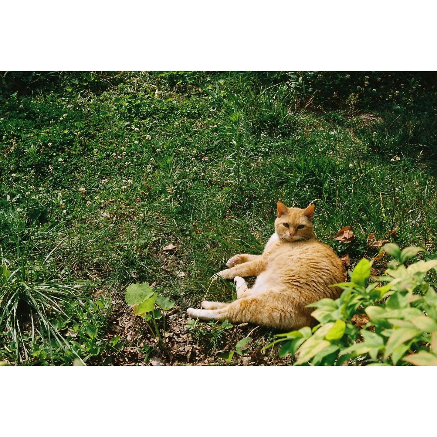 NC 02022 ::: #fujifilm200 #35mm