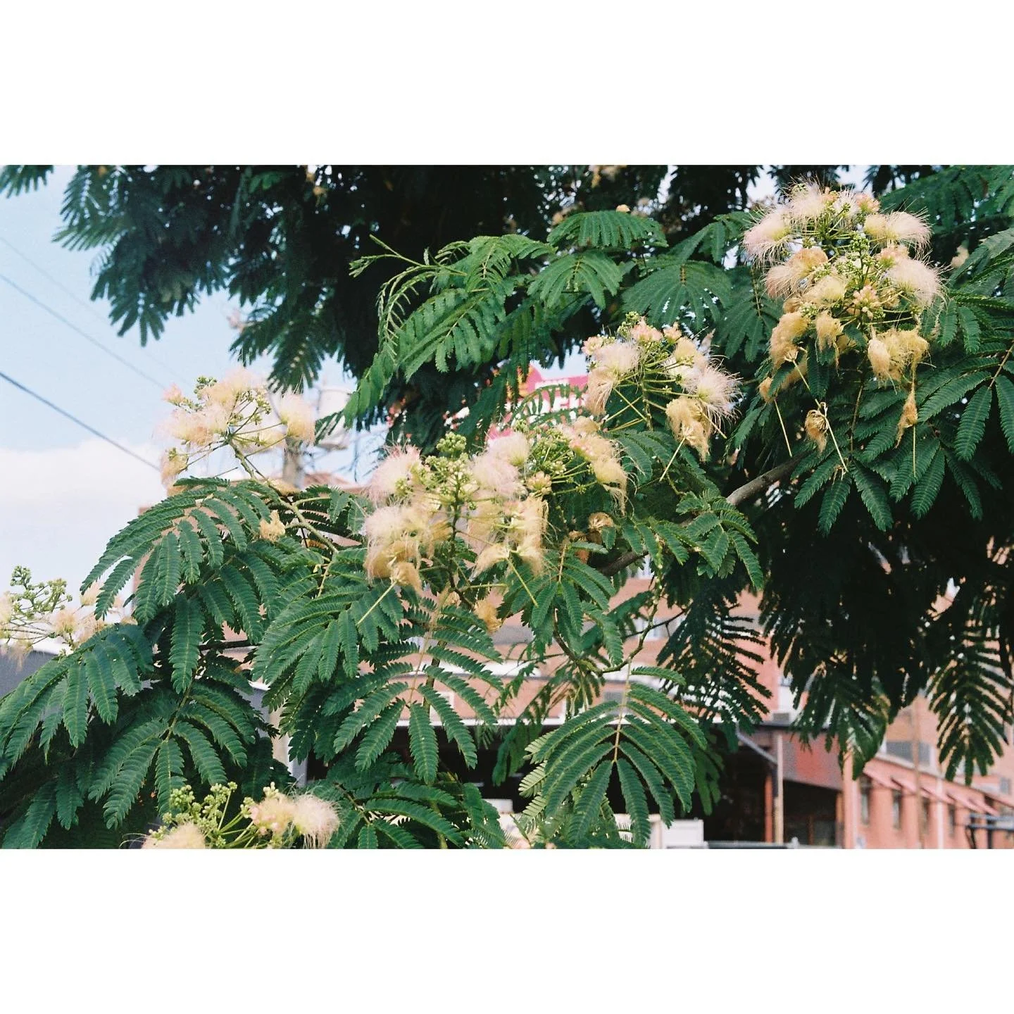 NC 02022 ::: #fujifilm200 #35mm