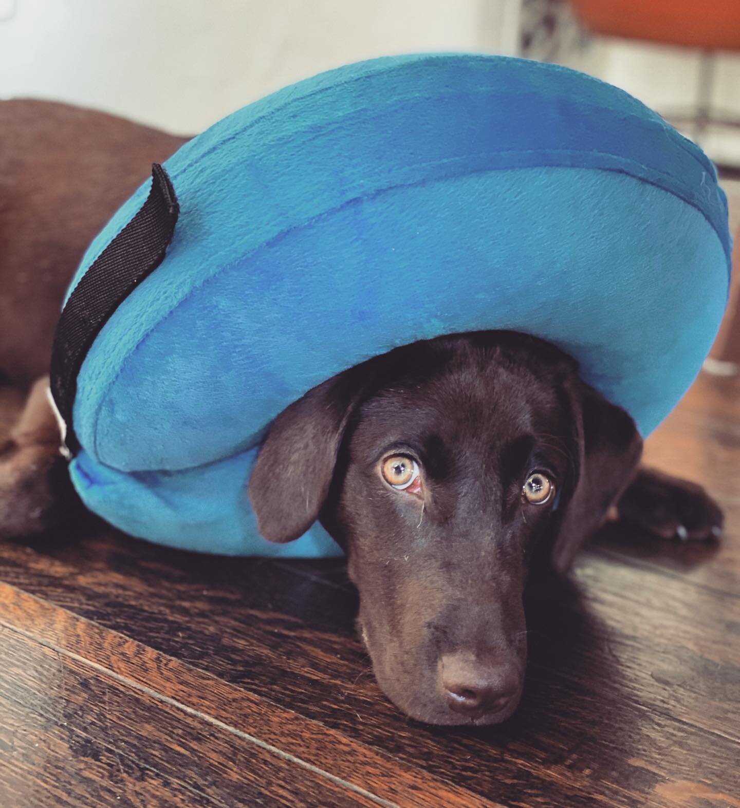 sweet little thing had her &lsquo;surgery&rsquo; yesterday ... #ouchie #coneofshame #chocolatelabs #spayed #sweetbabygirl #woofwoof #🙊 #🐶#😢 #polly #twodads #dogdads