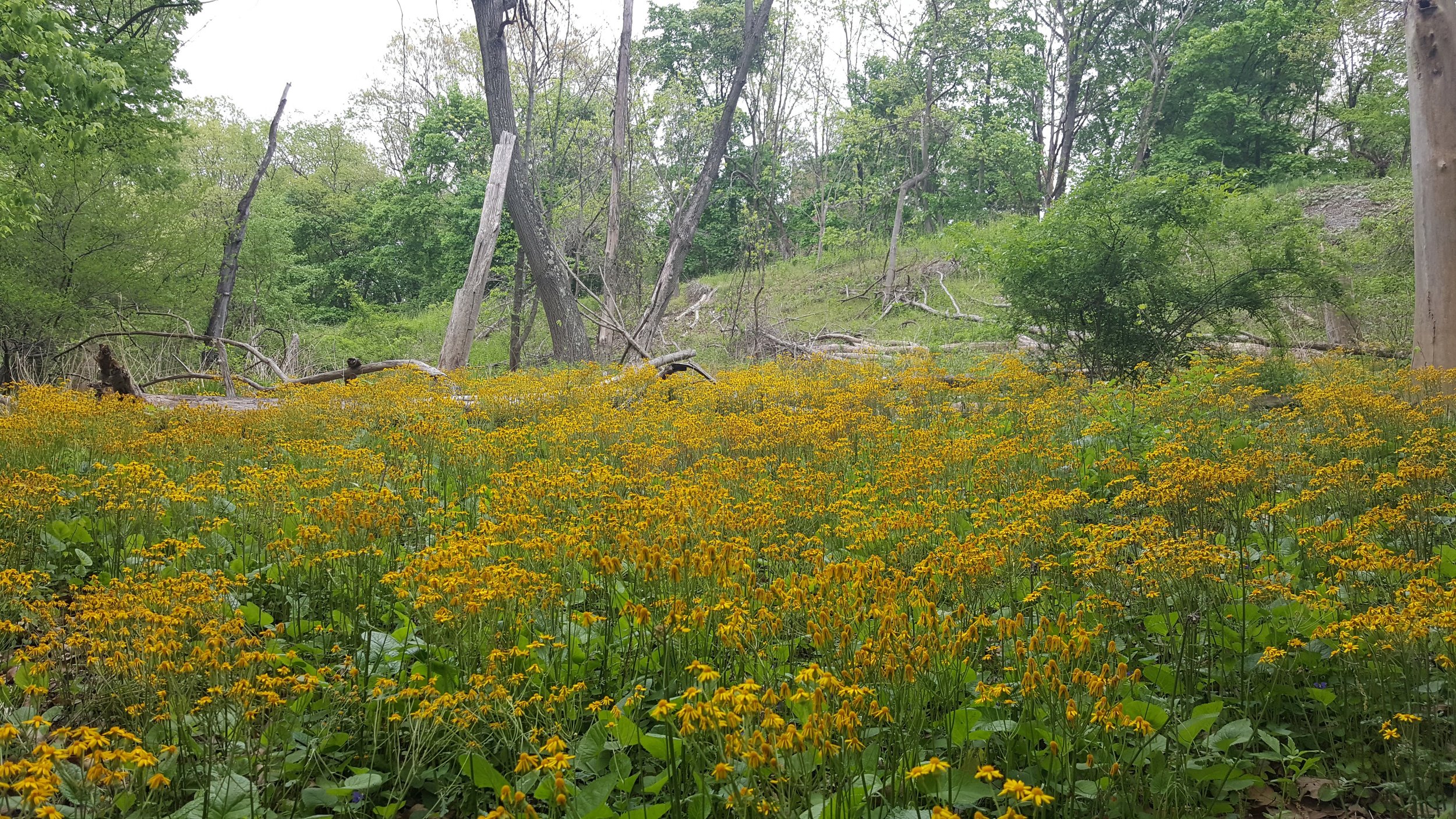 20170504_181123.jpg