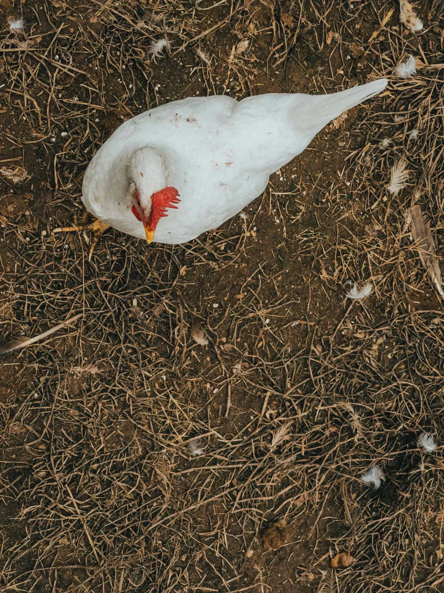 Chicken.jpg