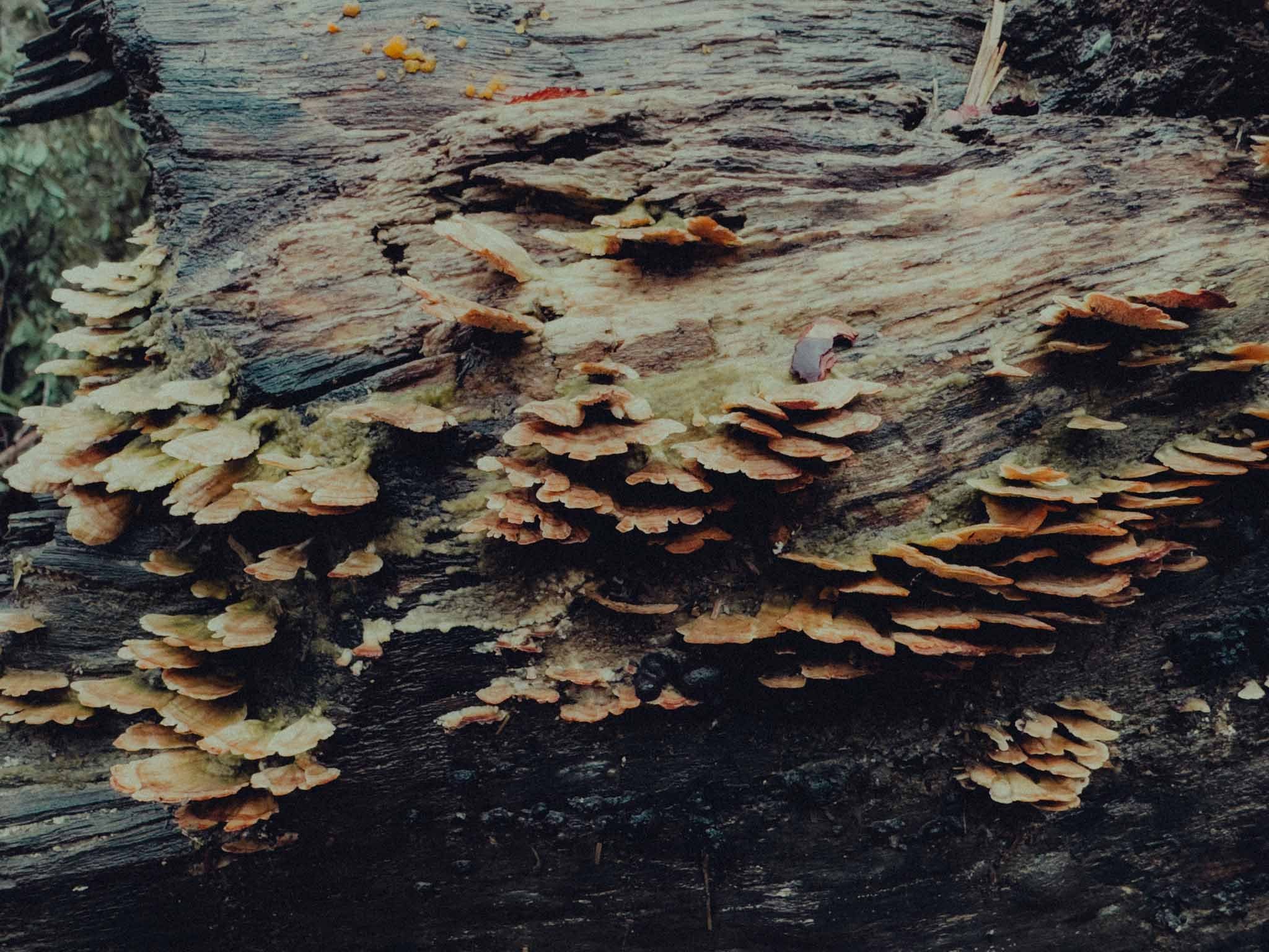 MushroomsWhite.jpg