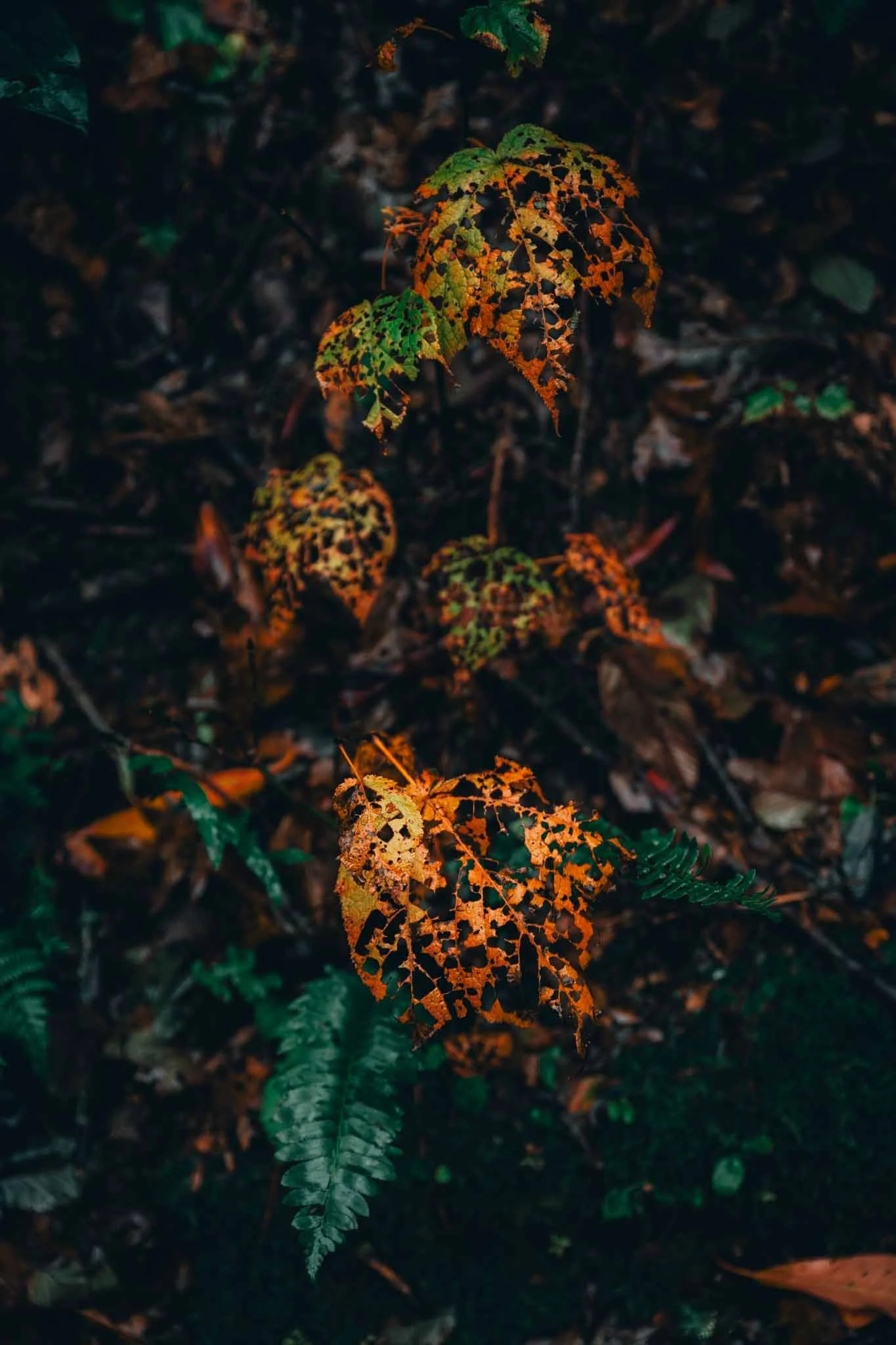 EatenLeaves.jpg