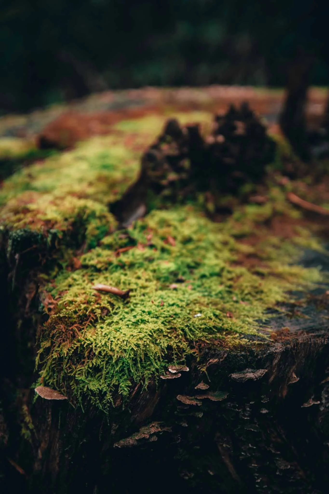 Moss.jpg