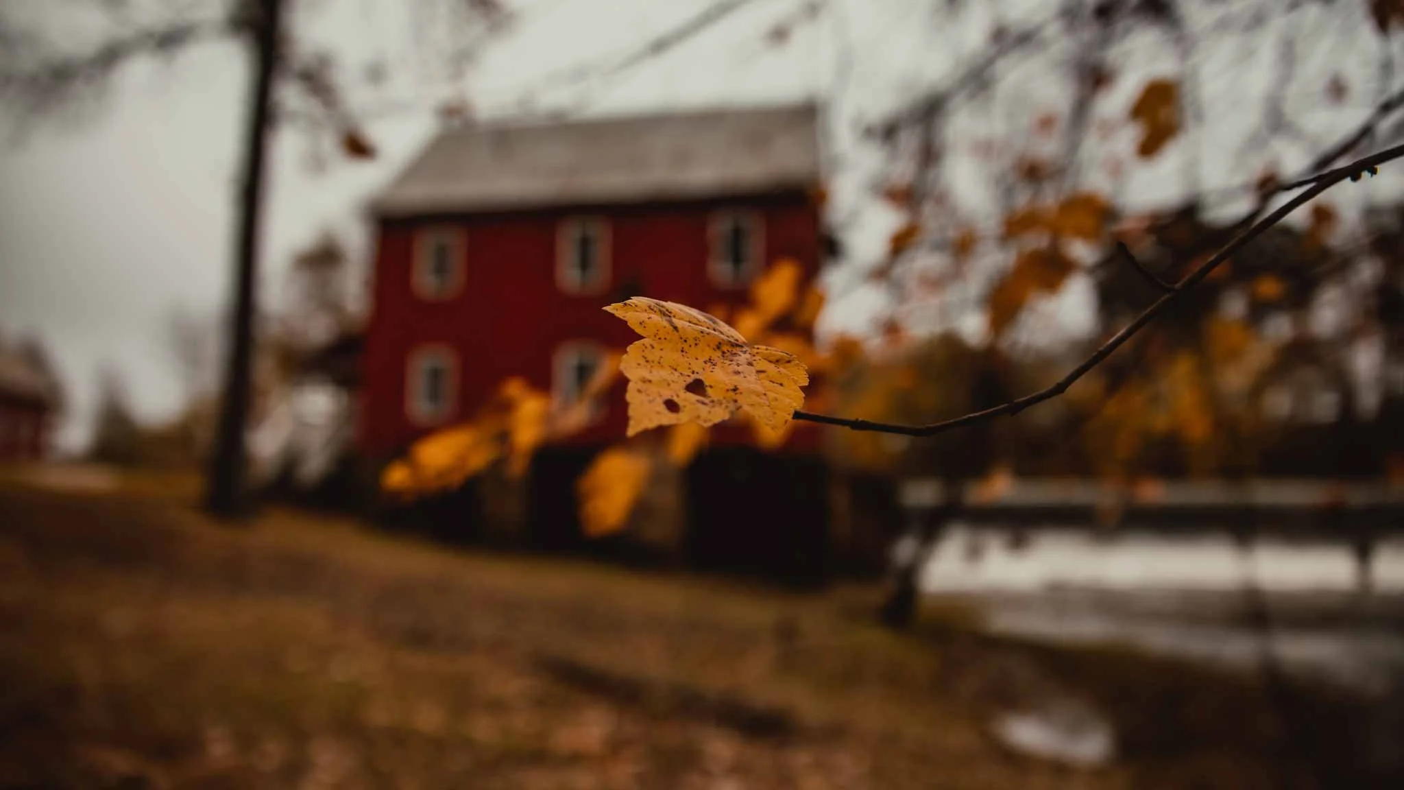 YellowLeaf.jpg