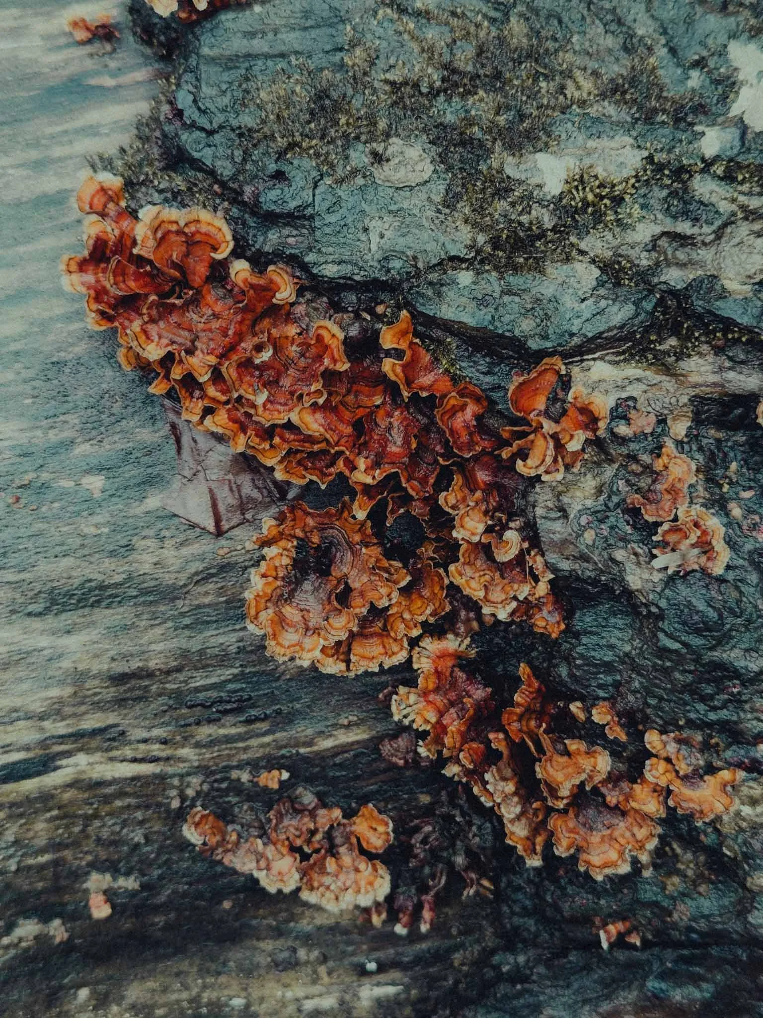 MushroomsRed.jpg