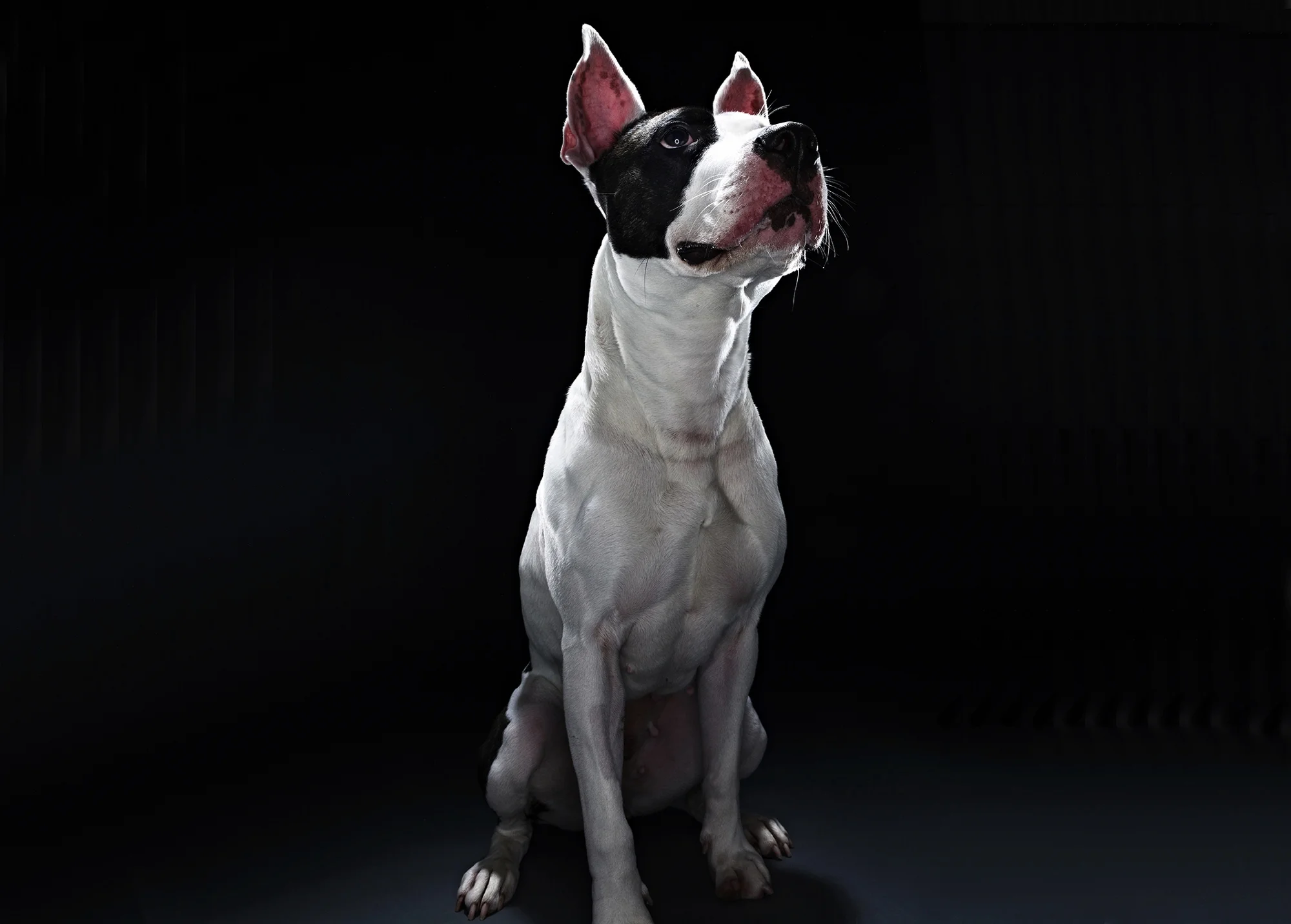 RSPCA.jpg