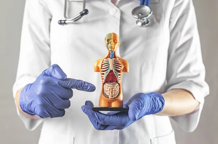 Differentiate Between Colonoscopy &amp; Endoscopy with Experts