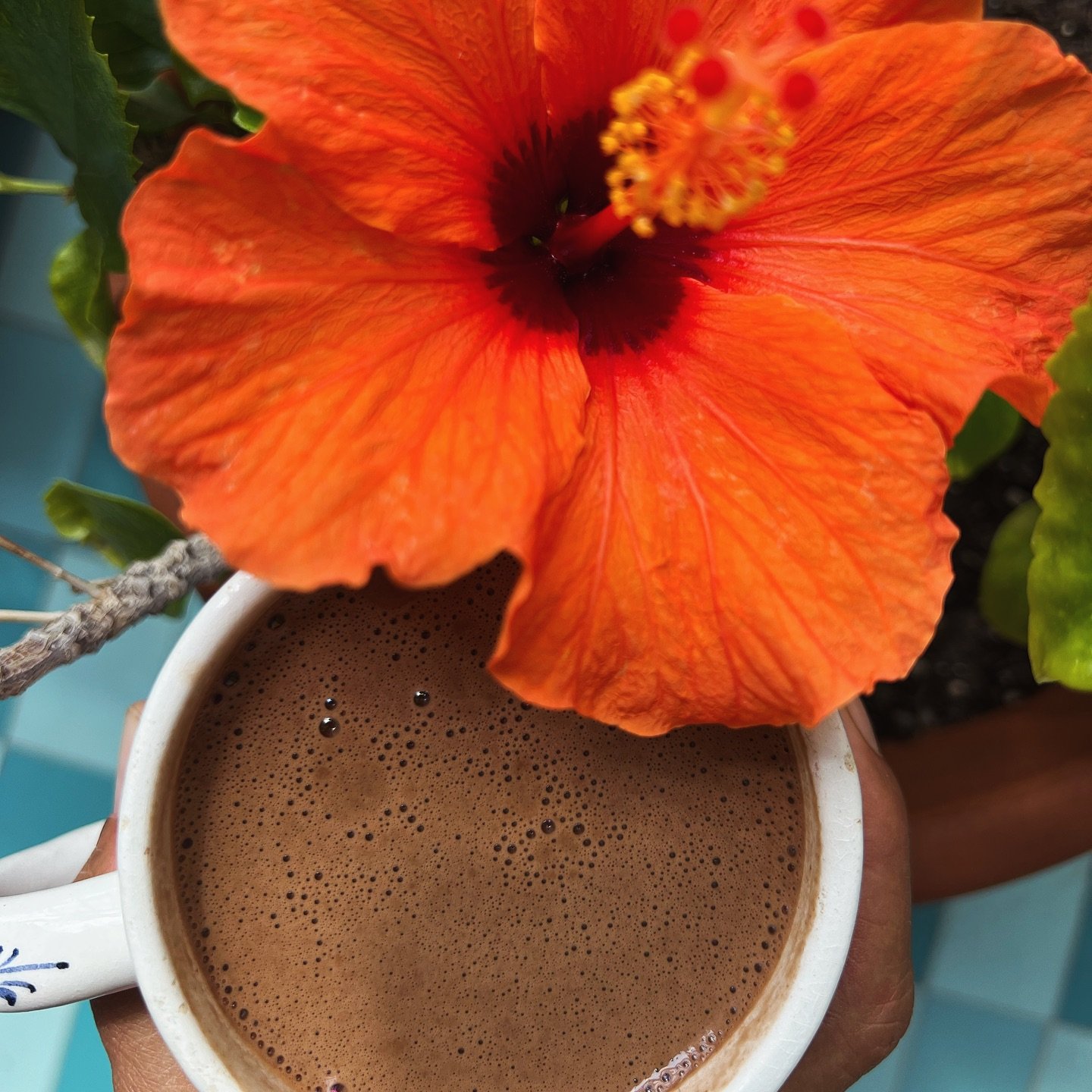 Inspire and get inspired during Friday 13th aka Goddess day 

During a mini cacao break ritual, I took time to bring heart-brain coherence, and I noticed the beauty of the hibiscus flower growing on my mum&rsquo;s terrace.

As my philosopher friend K