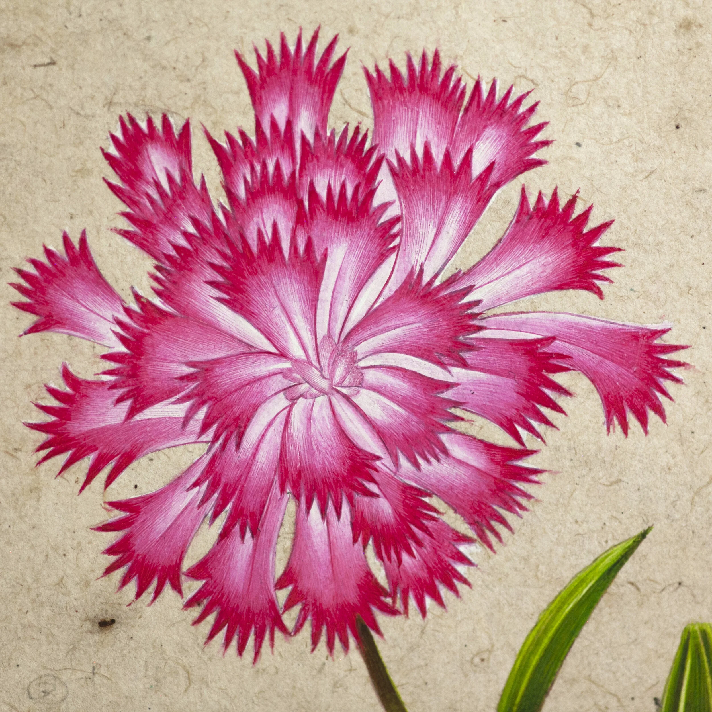 Drawing_02a EDITED.jpeg