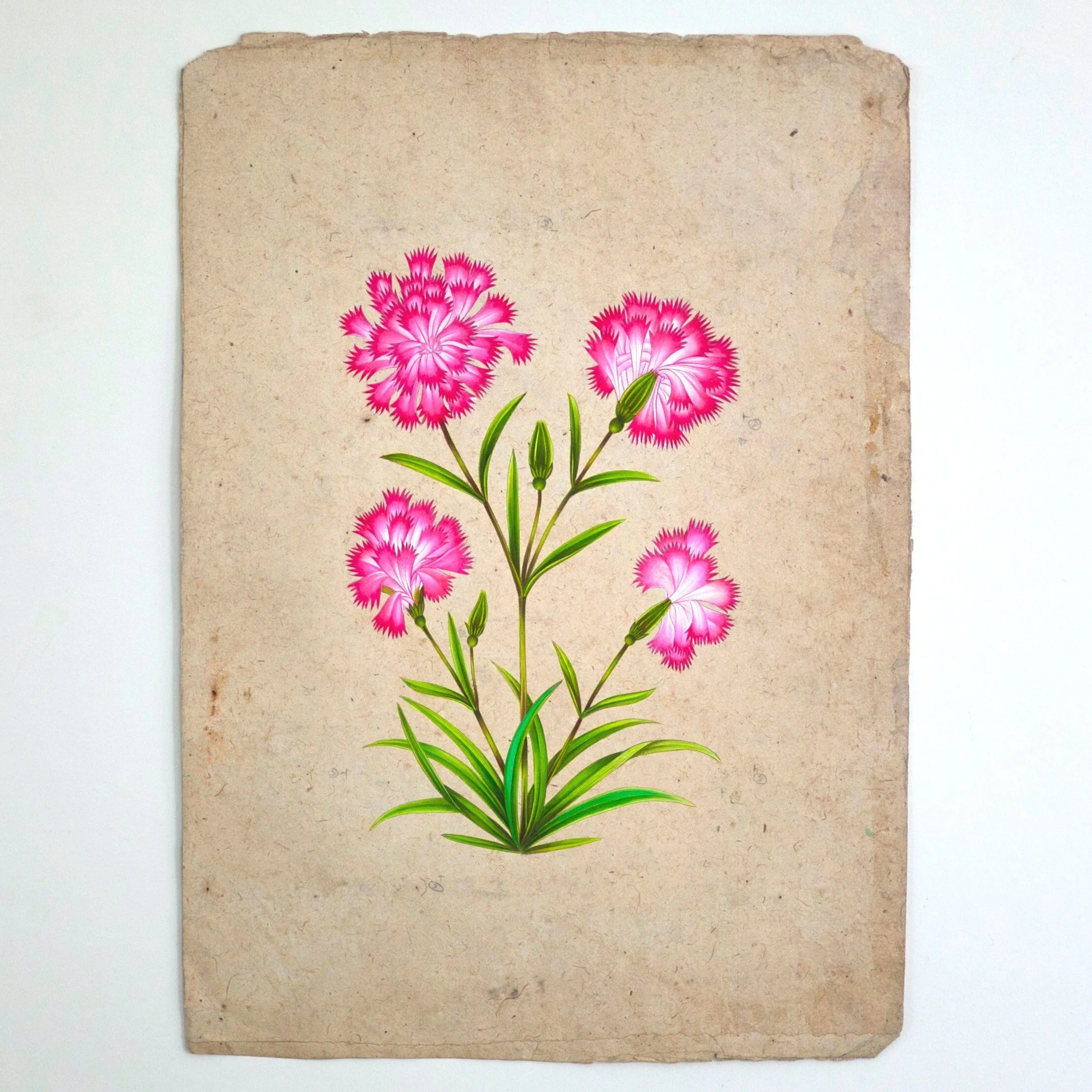 Pink Dianthus Flowers