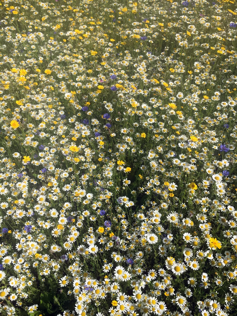 Wildflowers planted from seed