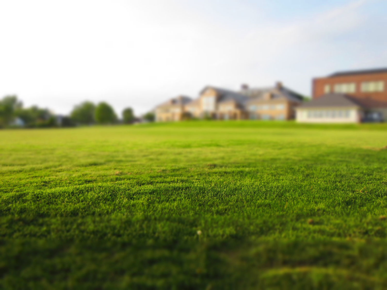lawn-768316_1920.jpg