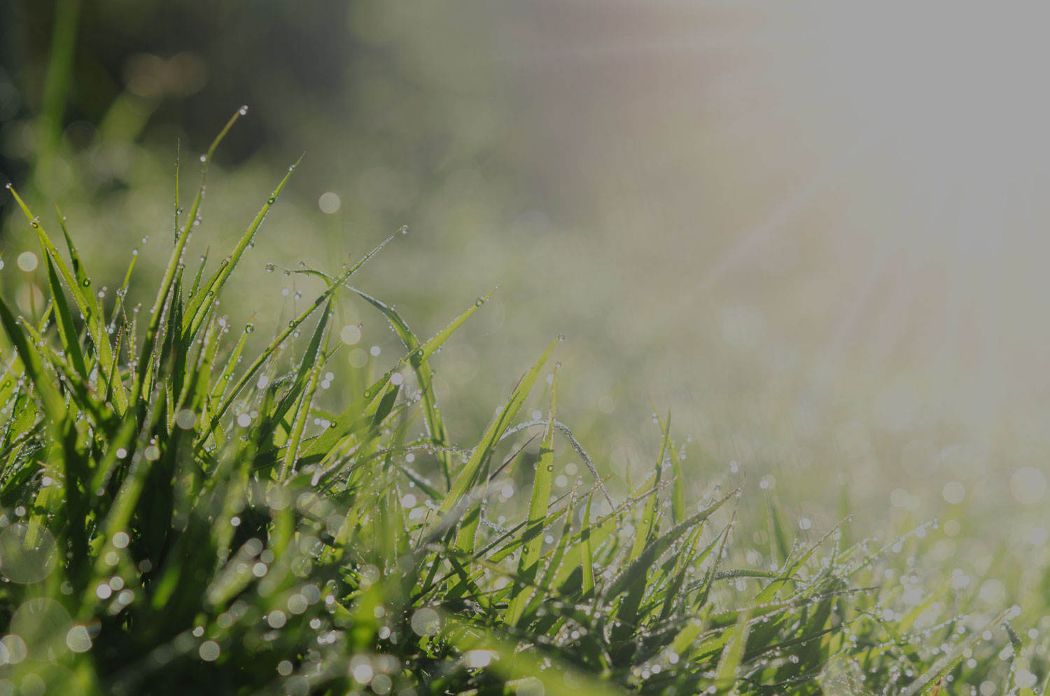 lawn-fertilization.jpg