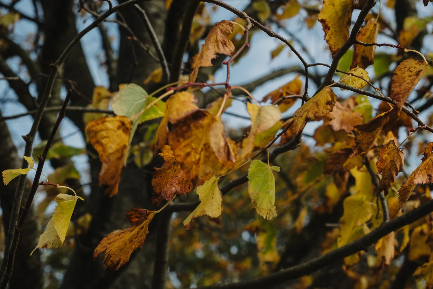 Glorious orange autumn leaves adding warm seasonal colour to a romantic wedding in Bath.