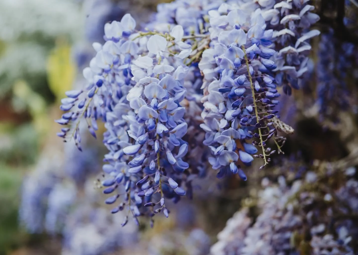⚡️IT&rsquo;S WISTERIA SEASON⚡️ For a very short window each year, certain wedding venues turn into pure magic. 💜

 #WisteriaSeason #WeddingVenue #SpringWedding