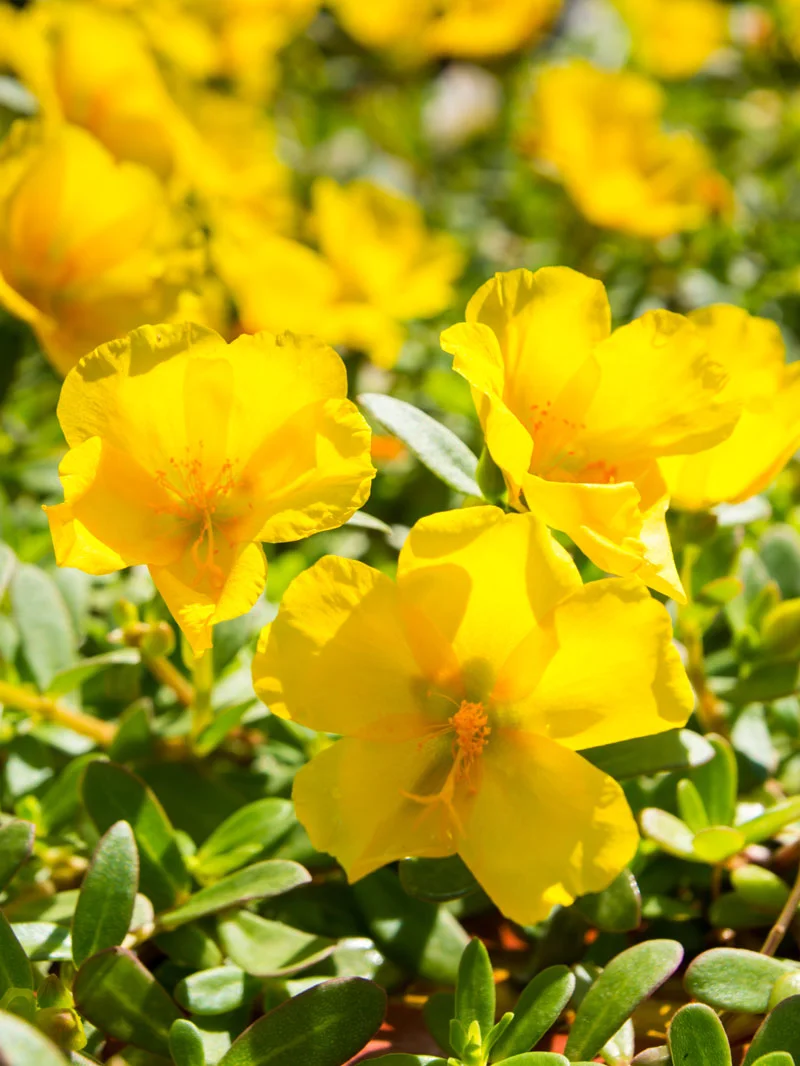 bloesems.jpg