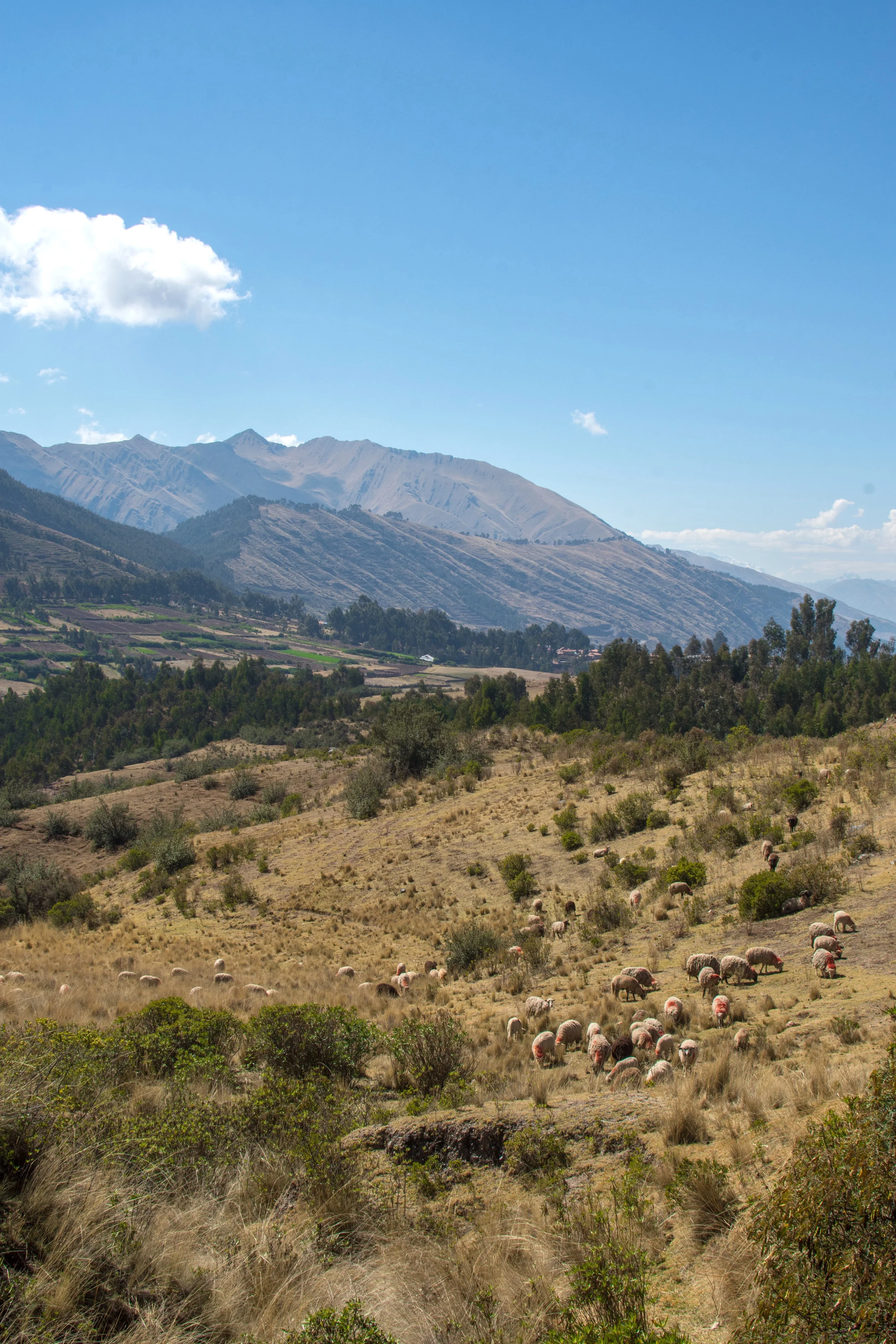 Sheep near Cusco