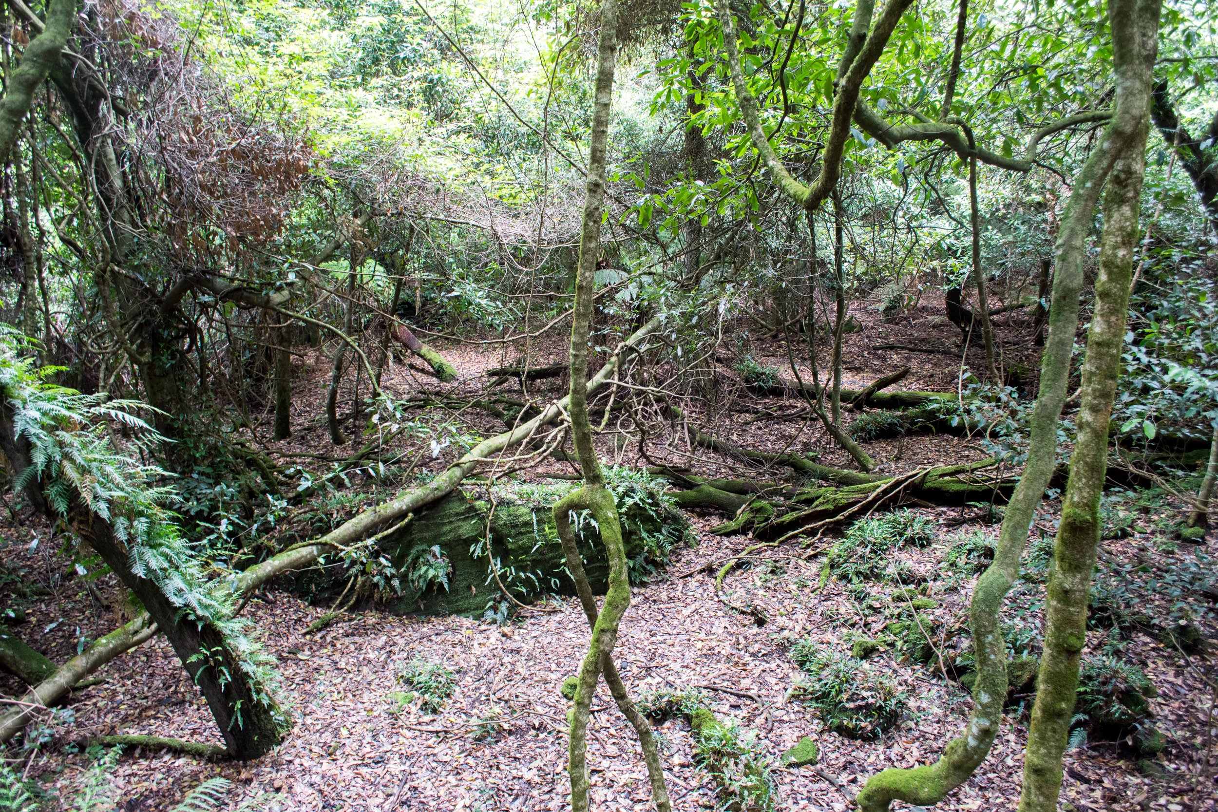 Jurassic Rainforest Ground from the Scenic Walkway