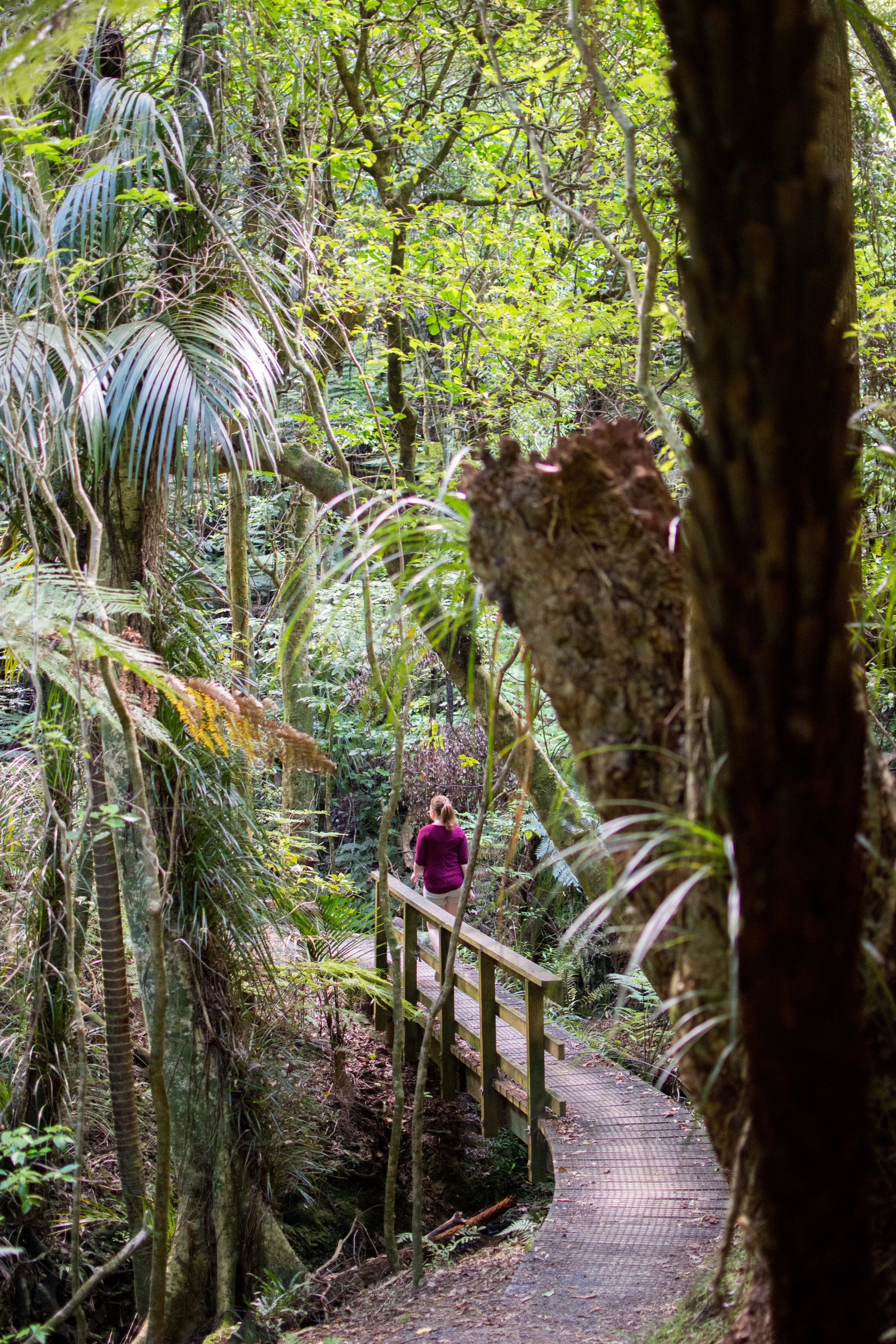 Hiking in Bay of Islands, New Zealand