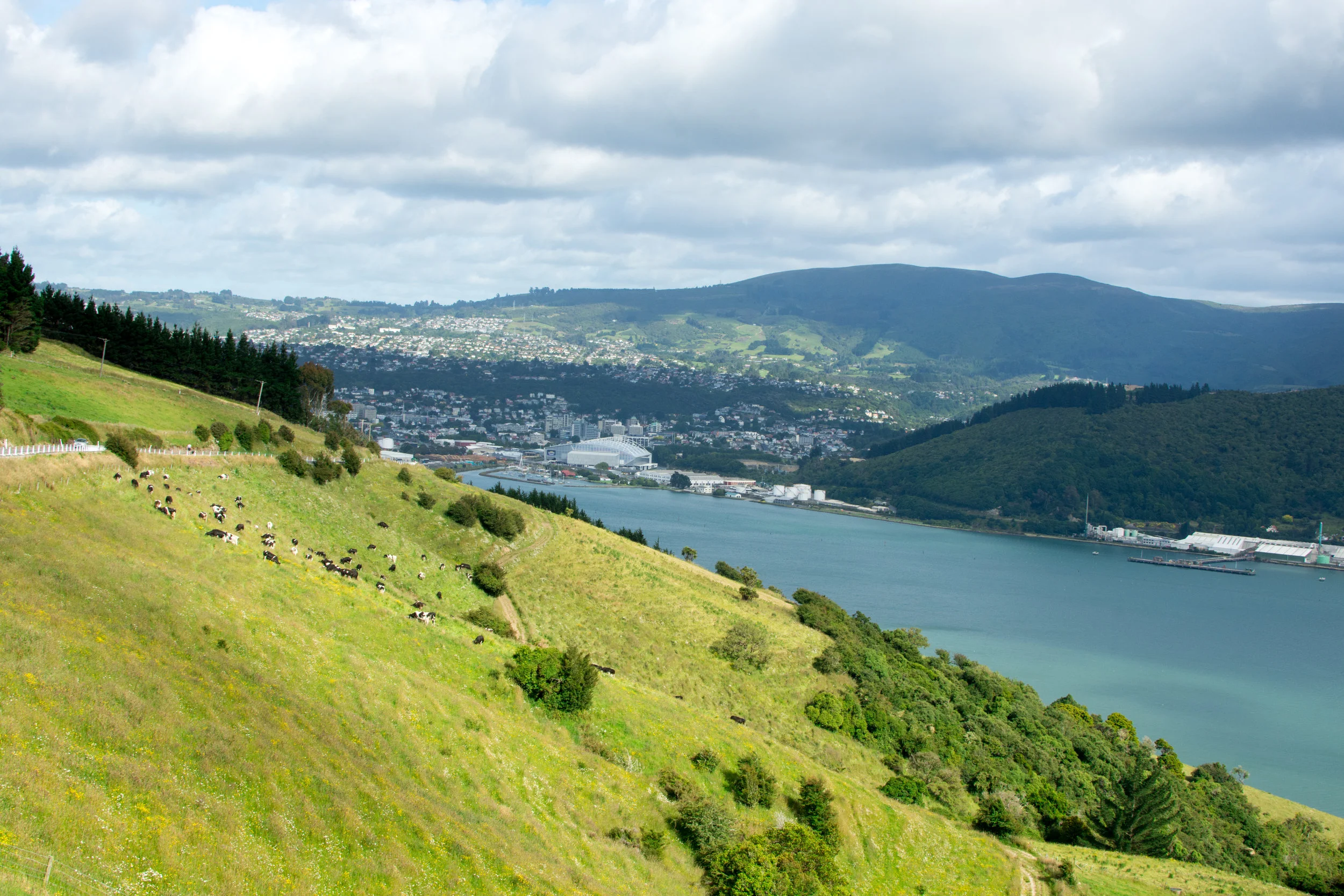 Town of Dunedin