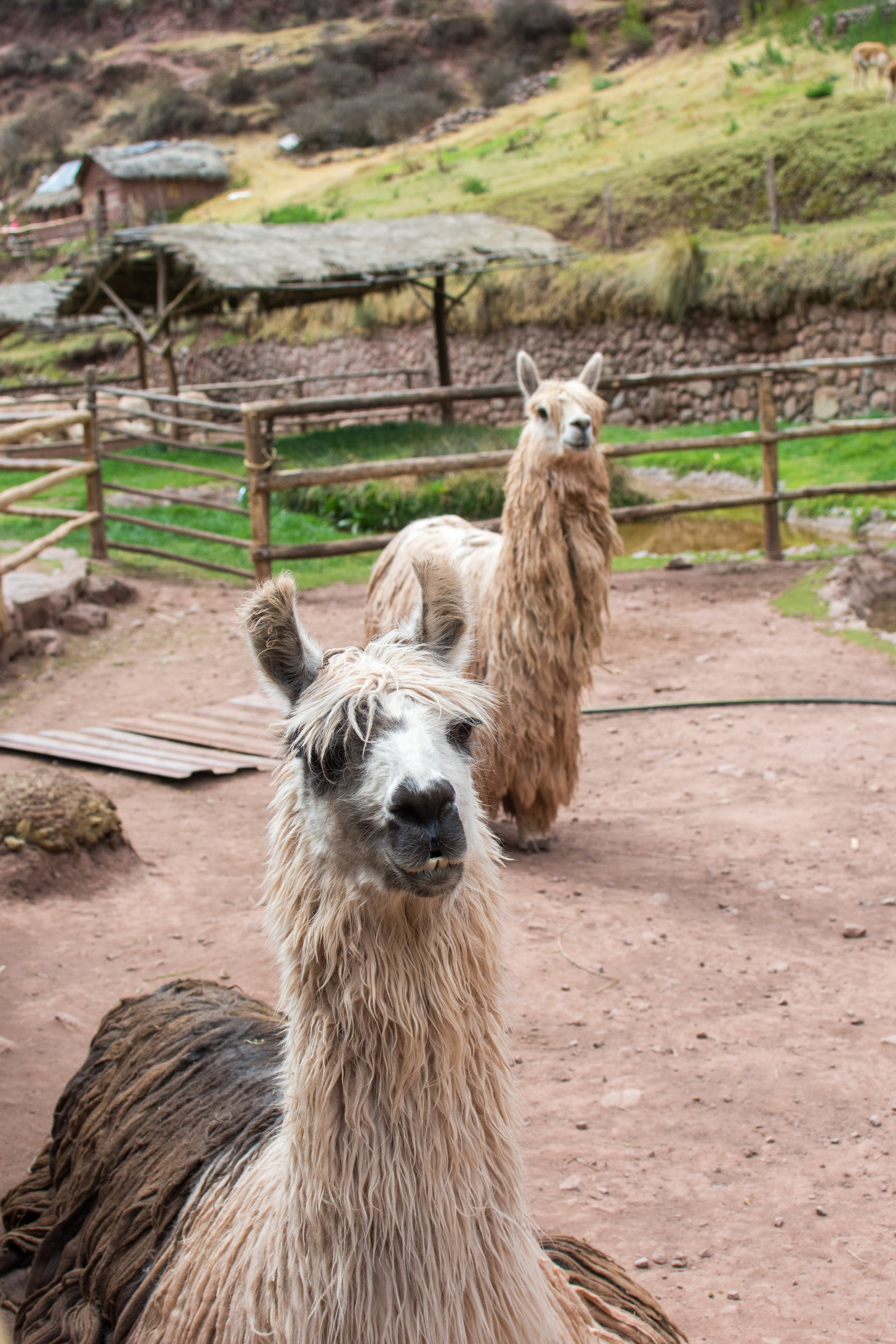 Alpacas at Awana Kancha