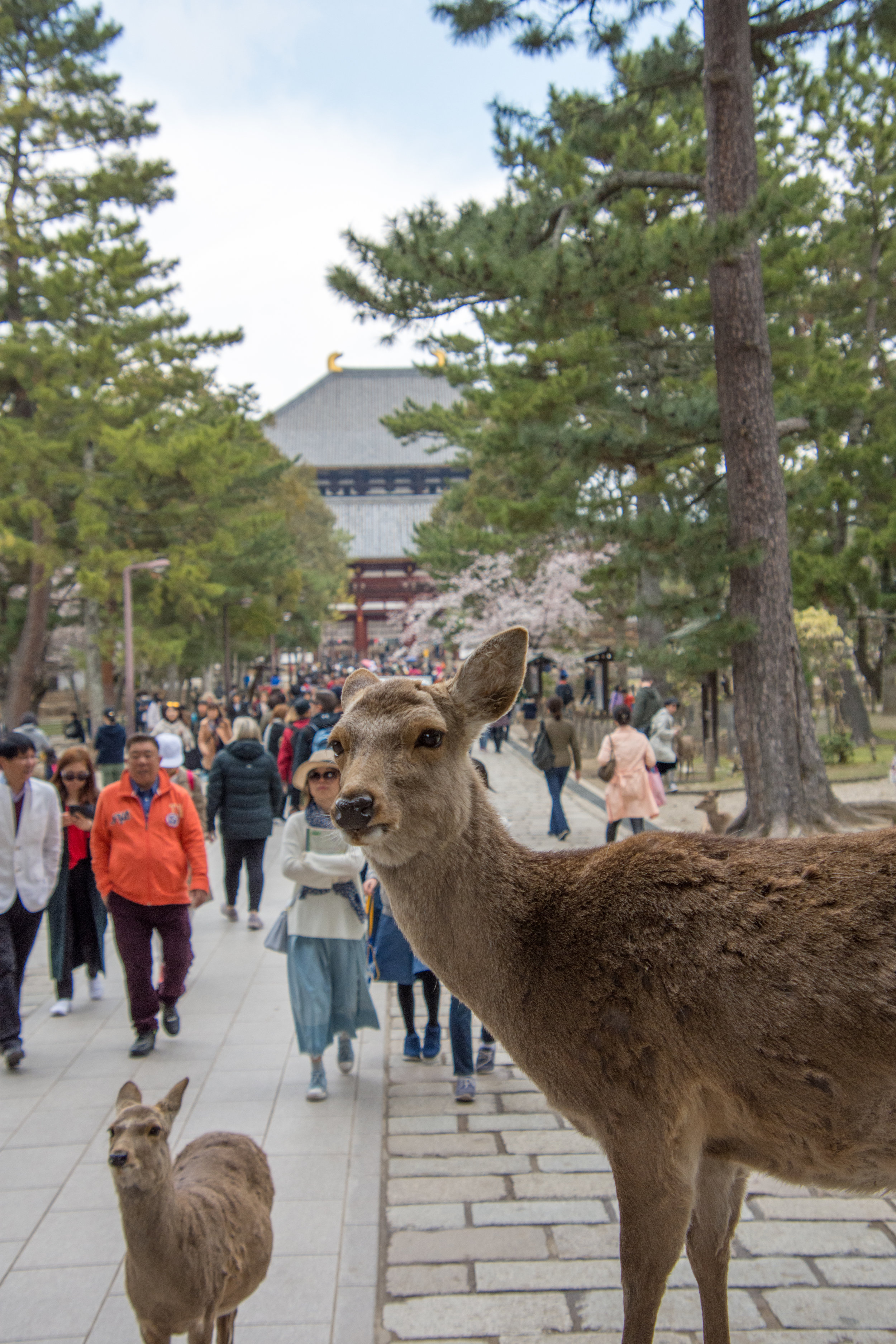 Deer in Nara