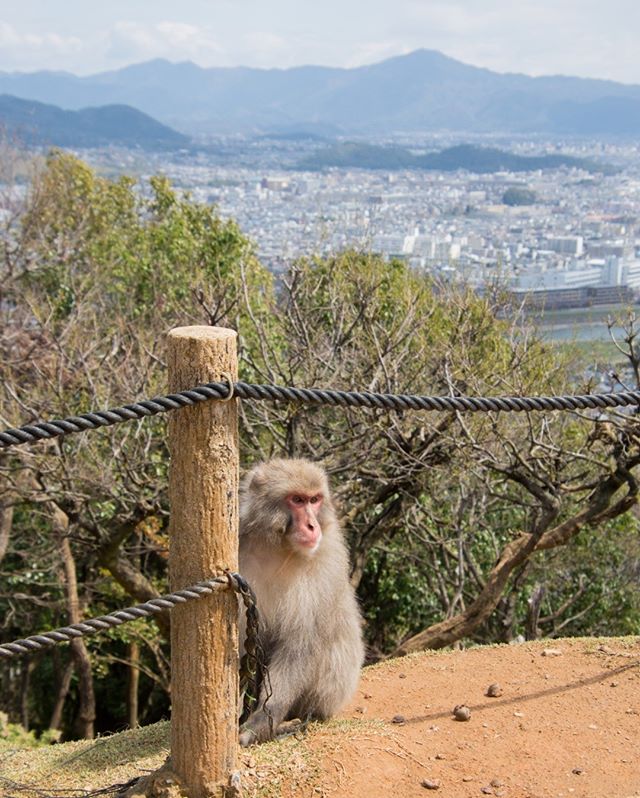 The wild monkeys of Arashiyama overlooking Kyoto.  After a 30 minute steep climb, we were greeted by dozens of free-roaming Japanese macaque monkeys. ⠀⠀⠀⠀⠀⠀⠀⠀⠀
📍Kyoto, Japan⠀⠀⠀⠀⠀⠀⠀⠀⠀
___⠀⠀⠀⠀⠀⠀⠀⠀⠀
#arashiyama #kyoto #japan #macaque #monkeys #japanese