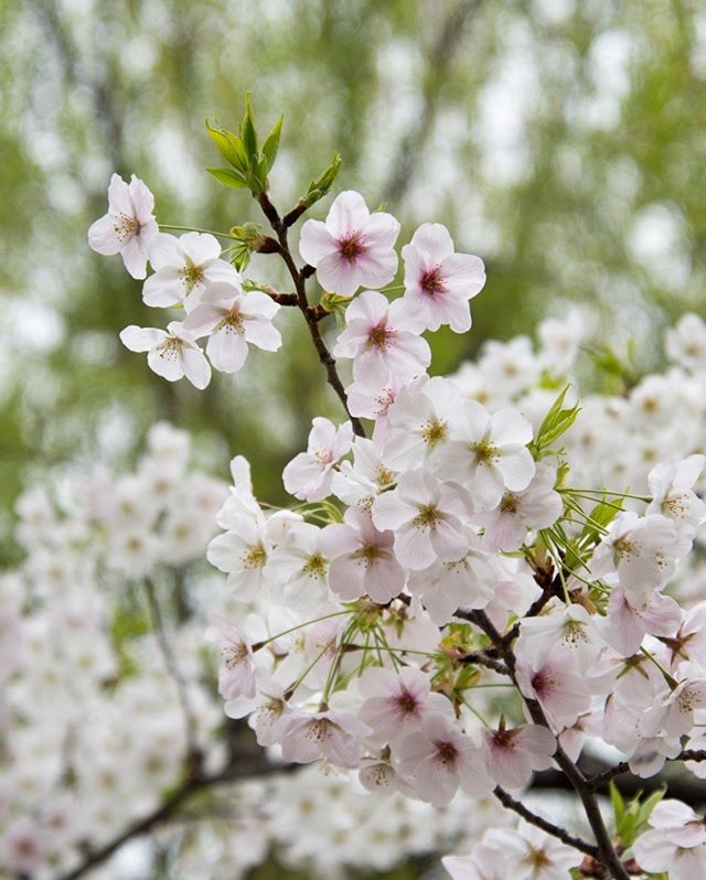 Blooming for just 2 weeks out of the year, right at the beginning of spring, Cherry Blossoms in Japan symbolize the fleeting nature of life.  The beauty in life, no matter how short.  Sakura season is a time to slow down and enjoy the nature around y
