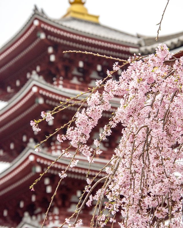 📍Sensō-ji, Tokyo, Japan⠀⠀⠀⠀⠀⠀⠀⠀⠀
__⠀⠀⠀⠀⠀⠀⠀⠀⠀
#cherryblossoms #spring #nature #japan #sensoji #sensojitemple #temple #buddhisttemple #cherryblossom #blooms #pink #culturaljapan #culture #asakusa #tokyo #historictokyo #historical #ahappypassport #trav