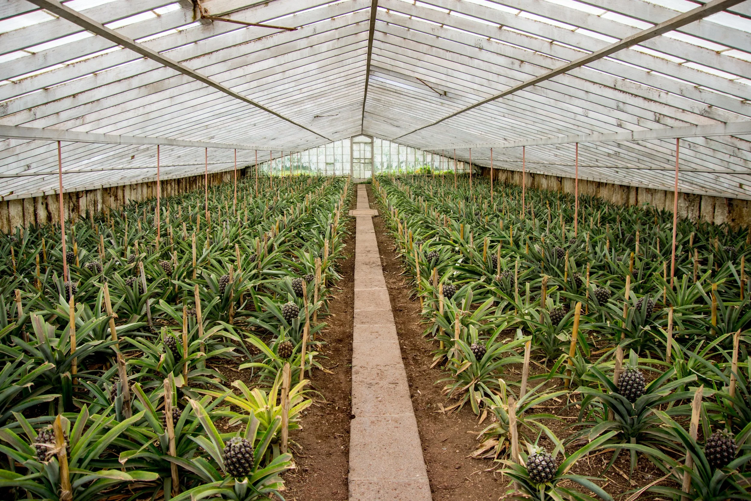 Arruda Pineapple Plantation – São Miguel island